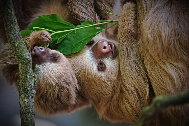 Manuel Antonio Park Nature Guided Tour with a Nature Specialist - Photo 1 of 23